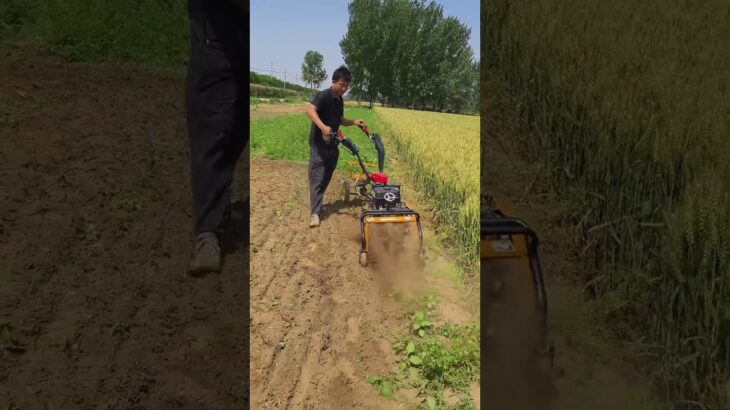 Greenhouse orchard[Family members who need rotary tillage and weeding duckling agricultural 🥶#short