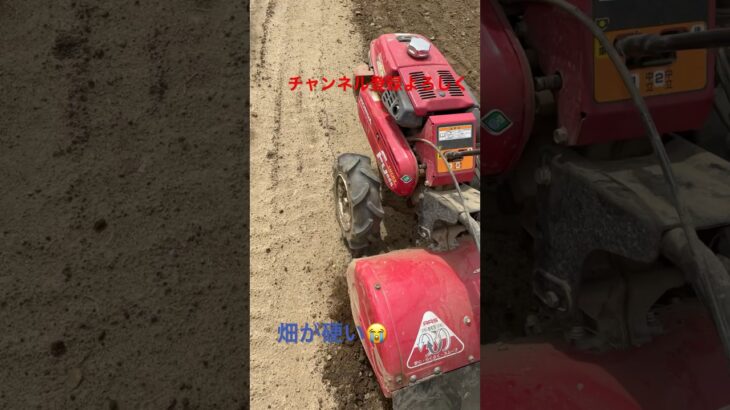 大根畑の耕運機作業👨‍🌾