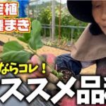 【おつな姫しか勝たん】【家庭菜園に強くオススメ】採りたてをすぐ茹でて食べる最高の枝豆【おつな姫】【丹波黒豆】【枝豆定植】【黒豆種まき】