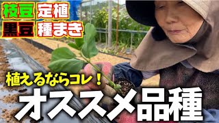 【おつな姫しか勝たん】【家庭菜園に強くオススメ】採りたてをすぐ茹でて食べる最高の枝豆【おつな姫】【丹波黒豆】【枝豆定植】【黒豆種まき】