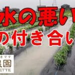 排水の悪い畑ですが、私は「このやり方」で克服しています。NO636（2023.6.12）