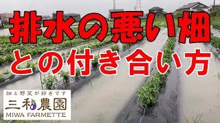 排水の悪い畑ですが、私は「このやり方」で克服しています。NO636（2023.6.12）