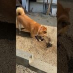 柴犬　源　穴掘り名人、穴掘りはお任せください。