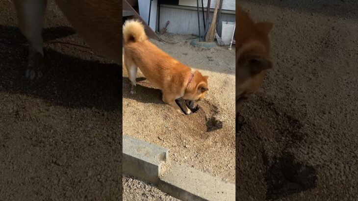 柴犬　源　穴掘り名人、穴掘りはお任せください。