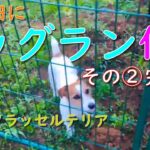 庭の畑にドッグランを作る その② 完成編 / ジャックラッセルテリア 犬の運動不足解消 犬のストレス解消