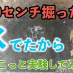 【畑の地下水】100㎝掘ったら水がでた！から実験してみるー【初心者】【自然農】【自然栽培】【三島の自然菜園まめまめクラブ】SuSAN