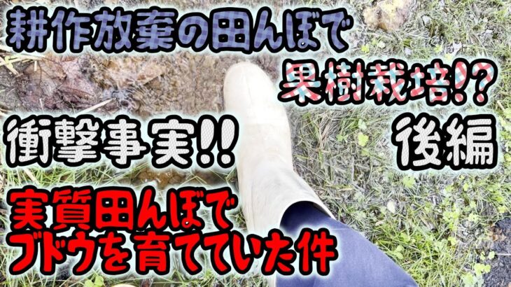 田んぼで果樹(ぶどう)栽培を既にしていた件について…素人ぶどう栽培者、今更気付く、【96回目】超初心者のシャインマスカット栽培