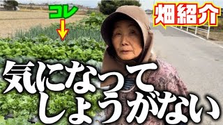 【我慢できずに掘りました】普段撮影していないお野菜の生育状況や手入れについて【大根】【キャベツ】【赤キャベツ】【ネギ】【ヤーコン】【ビワ】【ミョウガ】