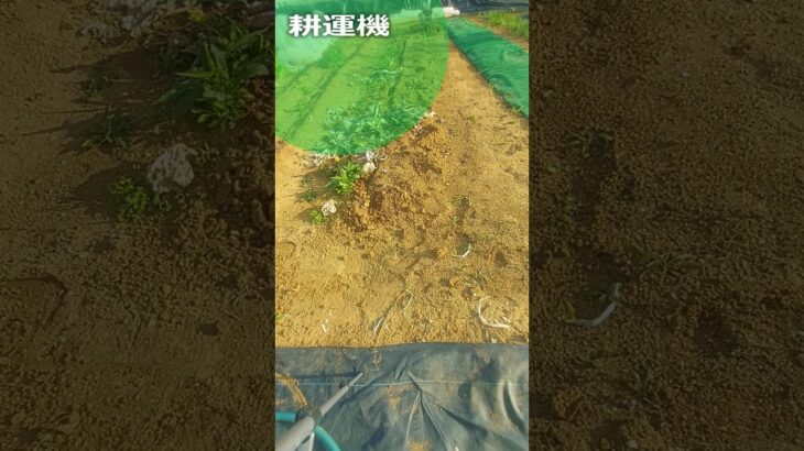 耕運機で耕します