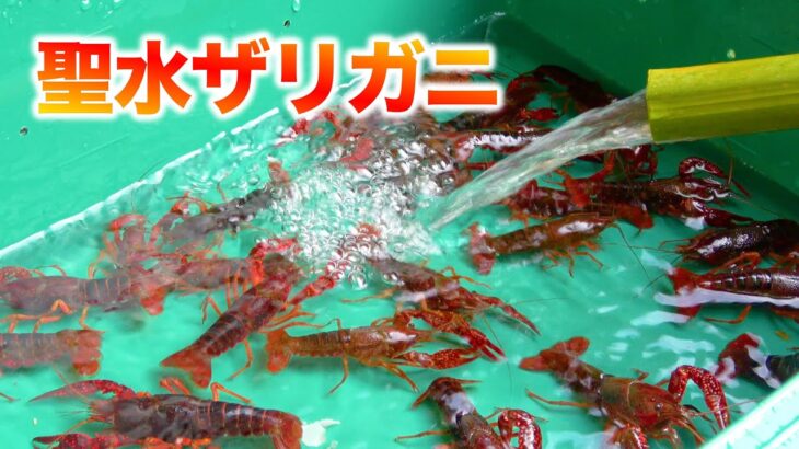 井戸水で育ったアメリカザリガニを食べてみた結果がヤバすぎた