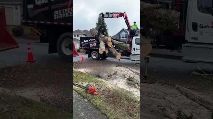 Making quick work of this Maple tree with an 18″ Morbark and the Fassi grapple truck!