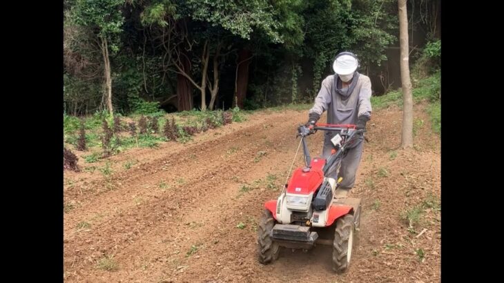 サラダ畑を植え直す準備をしました 耕運機と立鎌とレーキを使いました