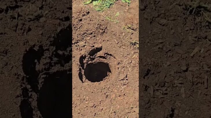 It’s #solid and #heavy lost digger #garden #planting #plants #shorts #shortsvideo #shortsviral