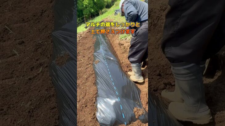 大玉スイカの苗を植える！農地を耕し堆肥をまいて畝をつくりマルチを敷く（HONDA こまめ F220）#耕作放棄地 #農業 #耕運機 #有機栽培 #有機農法 #家庭菜園 #松田町 #菌ちゃん農法ではない