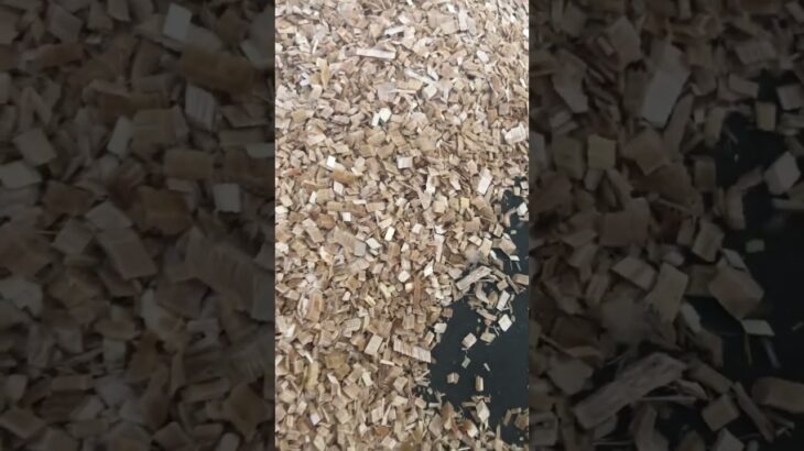 Wood chip machine test site #miscellaneouswood #treebranches #woodprocessing
