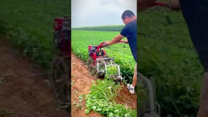advanced mini machine for peanut harvesting #shorts