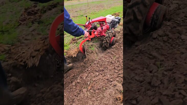 Здорово пашет. Отец и мотоблок Беларус. #агротехнологии #farming #бензокоса #agriculture