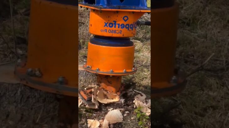 proses pembersihan dongkal pohon, menggunakan alat modern
