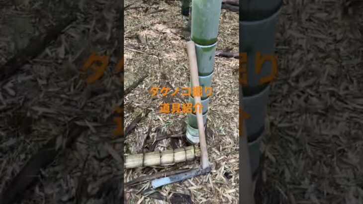 タケノコ掘り　道具紹介