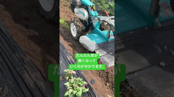 さつまいもを植える準備をしました。　#さつまいも  #耕運機