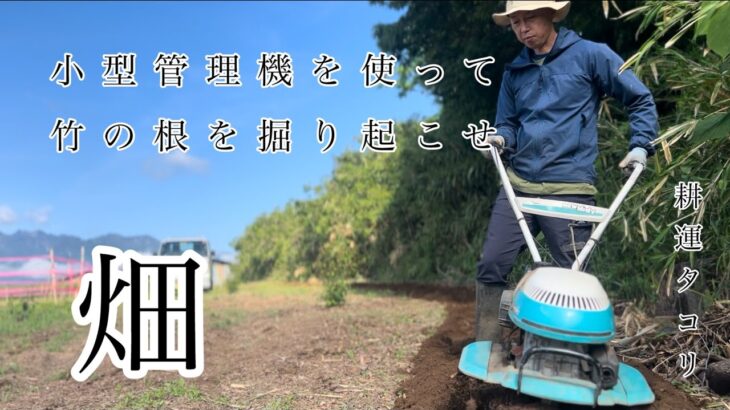 やっぱり竹が気になる。耕運機を使って竹の根を切る！陸稲の様子。