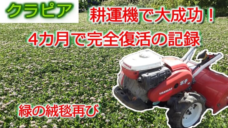 耕運機で大成功！クラピア　4カ月で完全復活の記録