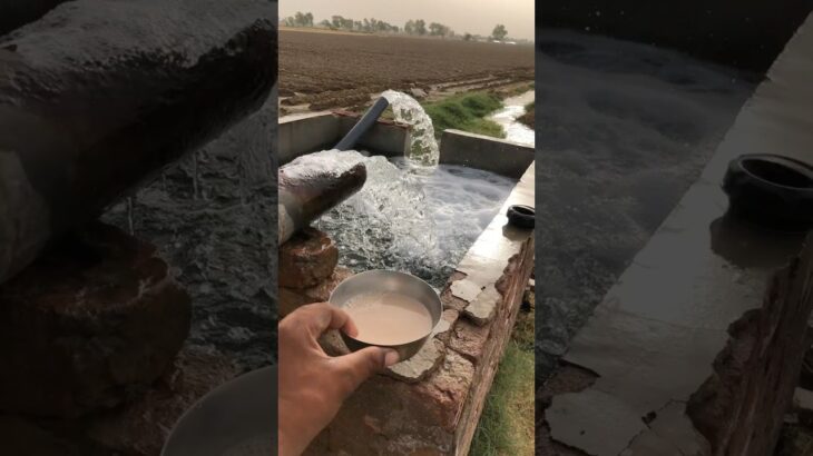 अंतिम 5 बीघा में  में काम ख़त्म हो गया #shorts  #farming #dailyvlog #minivlog #youtubeshorts