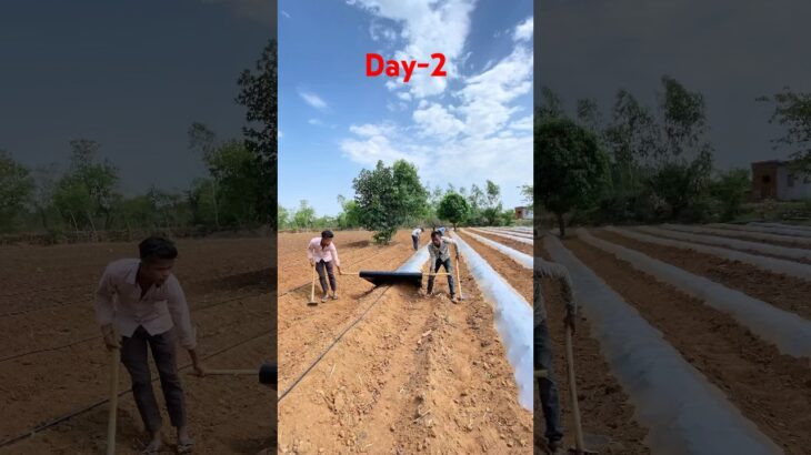 Day-2 || १० एकड़ टमाटर की जेबिक खेती #minivlog #farming