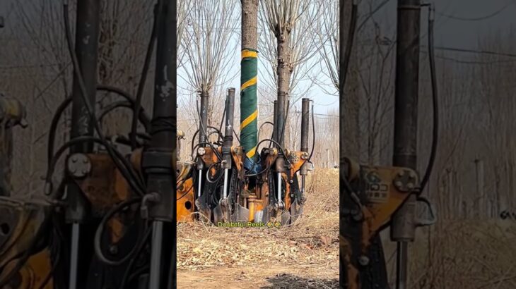 Tree digging and transplanting machinery