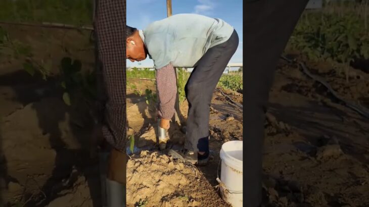 Dig holes, drill holes and insert bamboo poles. This hole-digger. #Agricultural tools #farmtools