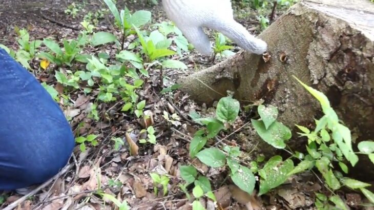 エンジン式 穿孔機 ドリル 注入２サイクル 穴開け シロアリ駆除 栄養剤注入