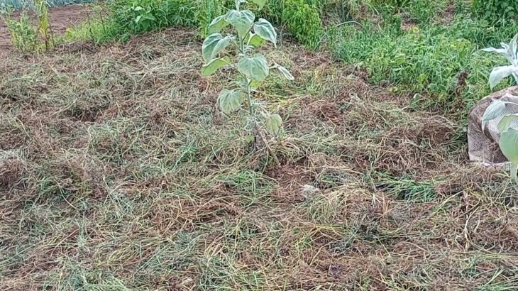 1年ぶりで耕運機が動かない#自然っぽい農法 #garden #家庭菜園 😅since2024natural farming2025/8/18