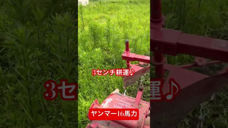 トラクターで草刈りはこーやる♪3センチ耕運16馬力