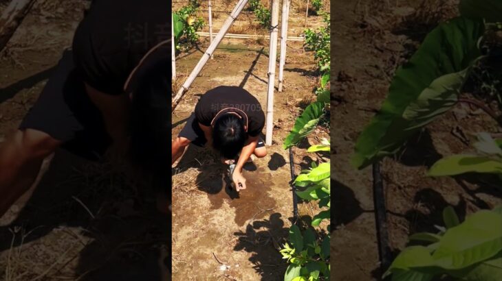 Amazing Farming Tool 😲 | Easy Hole Digger for Farmers 🌱#shortsfeed #agriculture #shorts