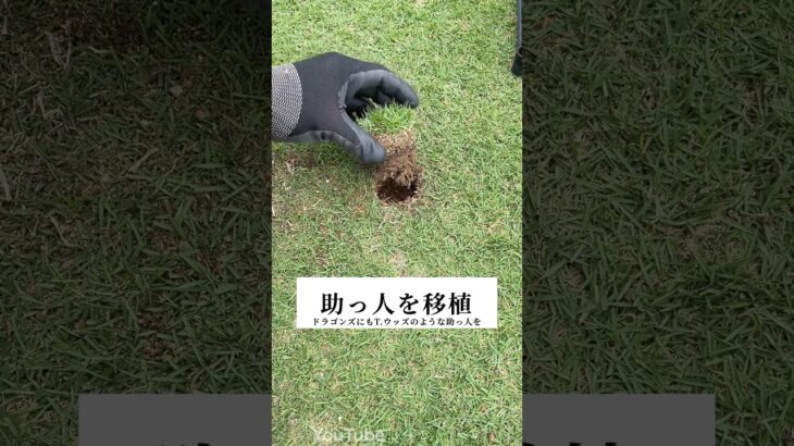 珍しい芝生の治し方