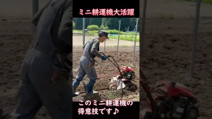 畑作業でミニ耕運機が大活躍のショート動画です：2025年 #農業  #家庭菜園