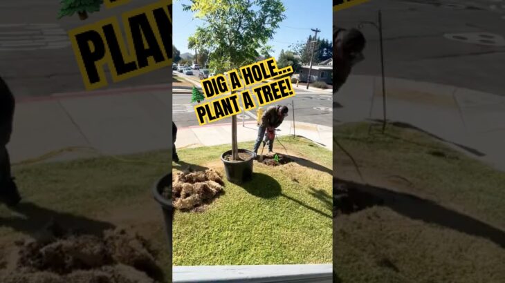 🌲DIG A HOLE…PLANT A TREE! #shorts #howto