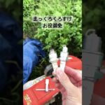 クボタのTR600の回転数が上がらない。プラグ交換　#耕運機 #畑 #田んぼ
