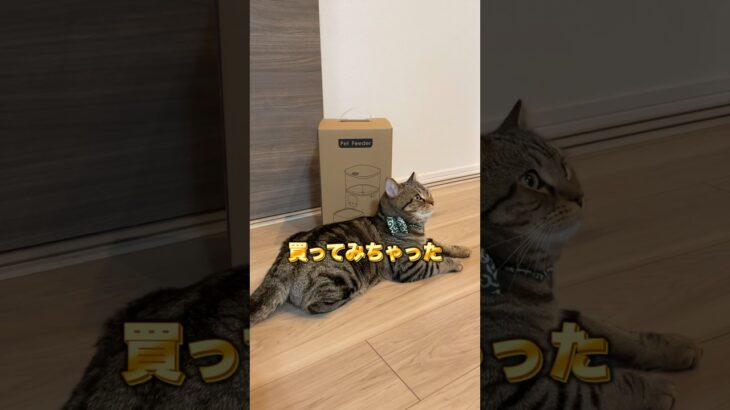 自動給餌器が最高すぎる件！ #猫 #shorts