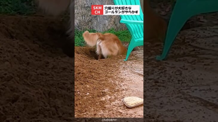 穴掘りが大好きでやらかしたゴールデン