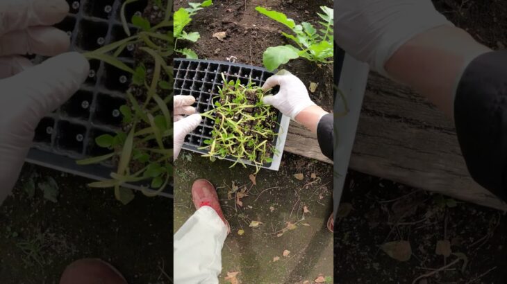 【🥬ほうれん草🌱最速苗植え】🕳️地面に手動で穴開けするときは😁回転させながら押し込んでいこう😊そのまま刺すだけでは土が崩れします😓素早くやろう👍【Wakaka　苗穴掘りツール　穴掘り器】＃Shorts