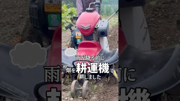 雨が降り出す前に畑の空いていふところを耕運機で耕すばあちゃん #shorts