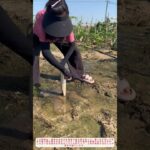「驚きの手作業！農家女性が金属開孔器で深い穴を掘る伝統技｜田舎の生活術」