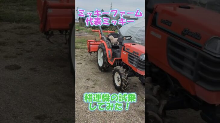 耕運機購入⇒代表ミッキーの試乗　#農業 #トイプードル #ダックスフンド  #ファーム生活