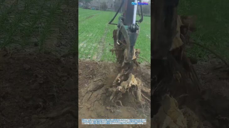 木の切り株除去:掘削機の作業風景