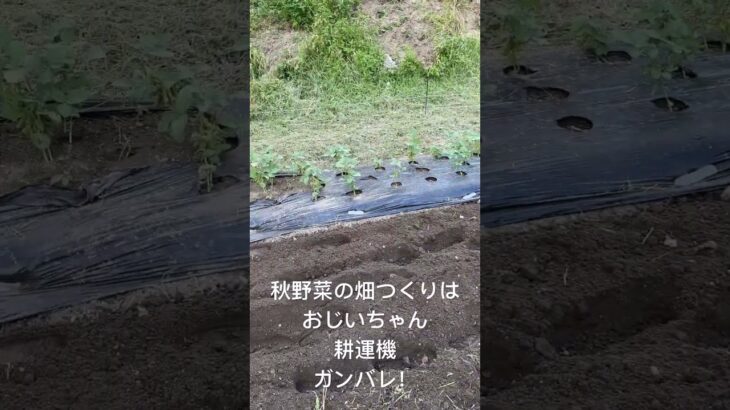 ガンバレ！おじいちゃん耕運機！