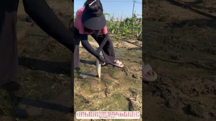 「驚きの手作業！農家女性が金属開孔器で深い穴を掘る伝統技｜田舎の生活術」