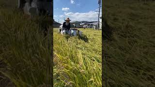 クボタコンバインAR211は2条刈り袋取り（ホッパータイプ）で中割りもできる！#shorts