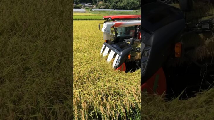 Kubota DR6130クボタの6条130馬力コンバインで刈り取りSTAR