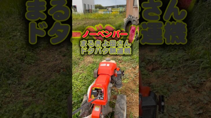 ノーベンバーまるきよ母さんドタバタ耕運機#shorts #佐渡 #農業